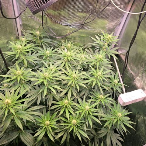 Chloe  growlog photo: Lollipopping und ein wenig Blätter entfernen 