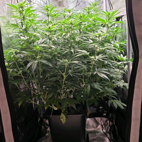 Chloe  growlog photo: Lollipopping und ein wenig Blätter entfernen 