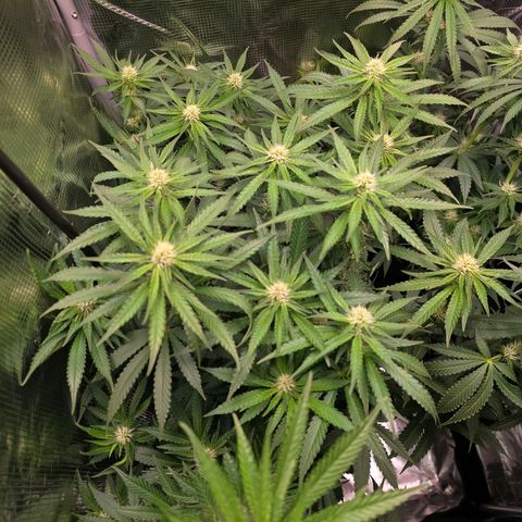 Chloe  growlog photo: Lollipopping und ein wenig Blätter entfernen 