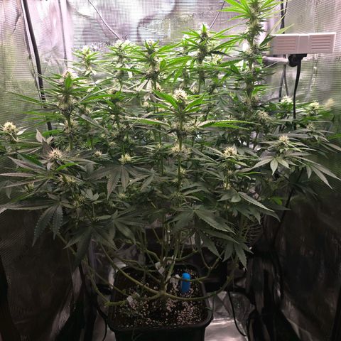 Chloe  growlog photo: Blüten werden langsam dicker 