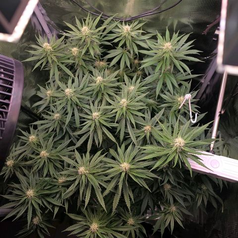 Chloe  growlog photo: Blüten werden langsam dicker 