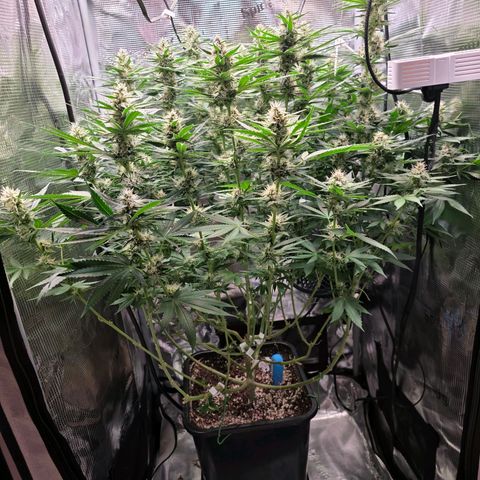 Chloe  growlog timeline photo