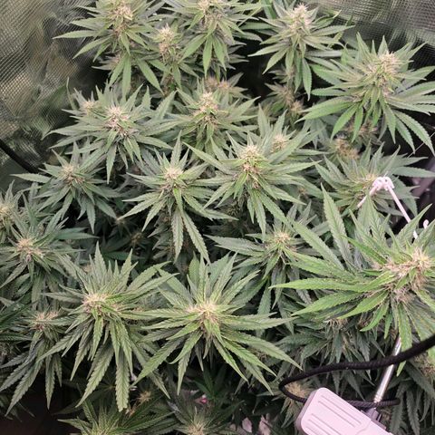 Chloe  growlog timeline photo