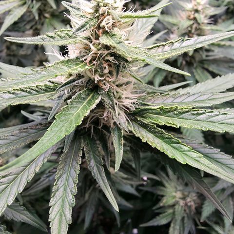 Chloe  growlog timeline photo