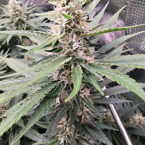 Chloe  growlog timeline photo