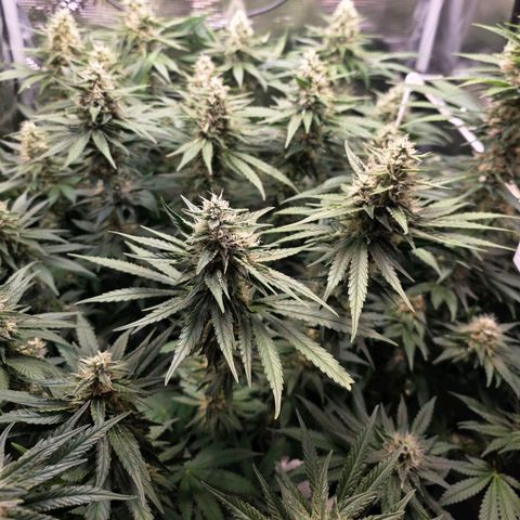 Chloe  growlog timeline photo