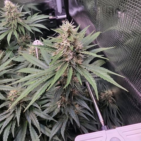 Chloe  growlog timeline photo