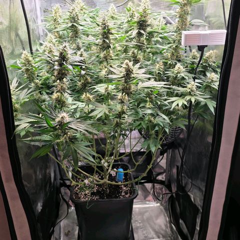 Chloe  growlog timeline photo