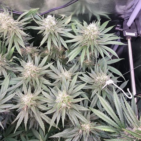 Chloe  growlog timeline photo