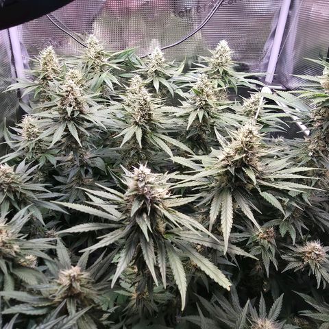 Chloe  growlog timeline photo