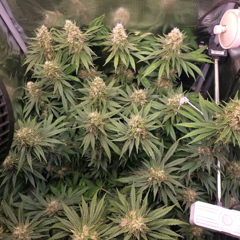 Chloe  growlog photo: Noch ca 1 Woche dann wird sie geerntet 