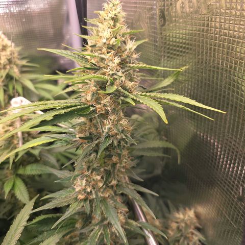 Chloe  growlog photo: Noch ca 1 Woche dann wird sie geerntet 