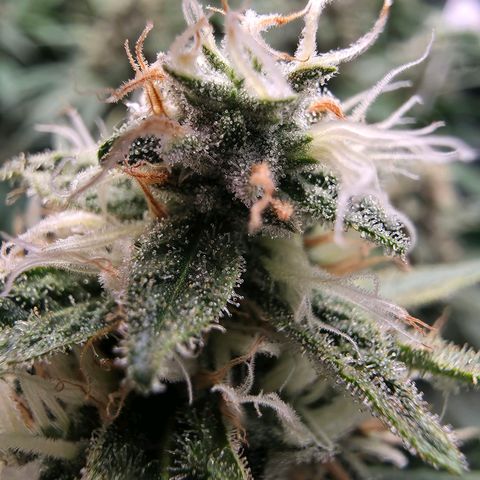 Chloe  growlog photo: Noch ca 1 Woche dann wird sie geerntet 
