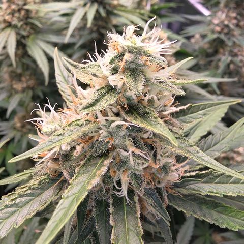 Chloe  growlog photo: Noch ca 1 Woche dann wird sie geerntet 