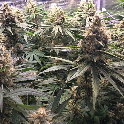 Chloe  growlog photo: Noch ca 1 Woche dann wird sie geerntet 