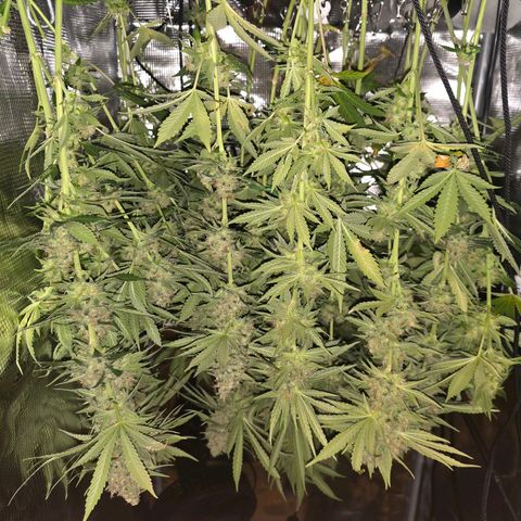 Chloe  growlog timeline photo