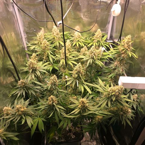Chloe  growlog timeline photo
