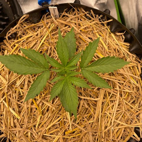 Amnees Auto #1 growlog timeline photo