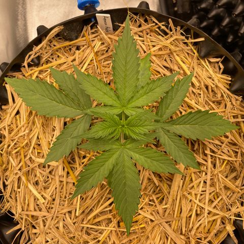 Amnees Auto #1 growlog timeline photo