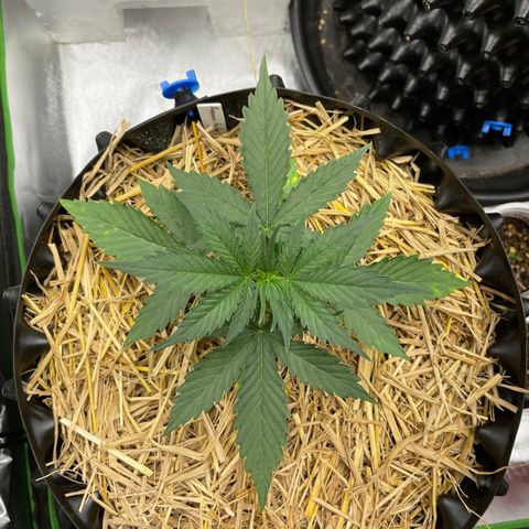 Amnees Auto #1 growlog timeline photo