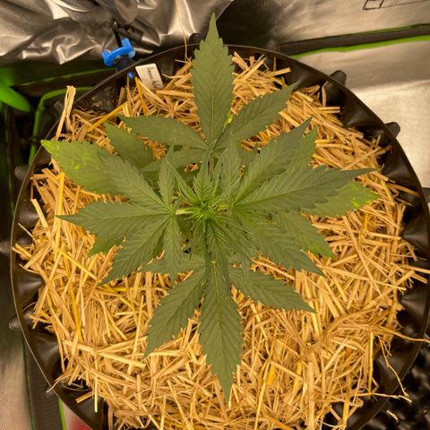 Amnees Auto #1 growlog timeline photo