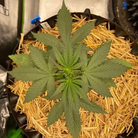 Amnees Auto #1 growlog timeline photo