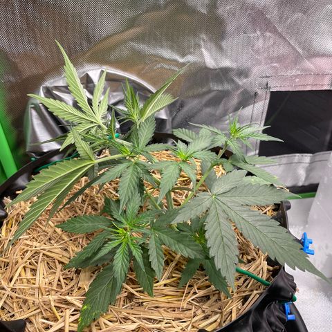 Amnees Auto #1 growlog timeline photo