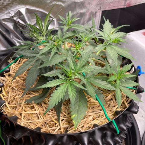 Amnees Auto #1 growlog timeline photo