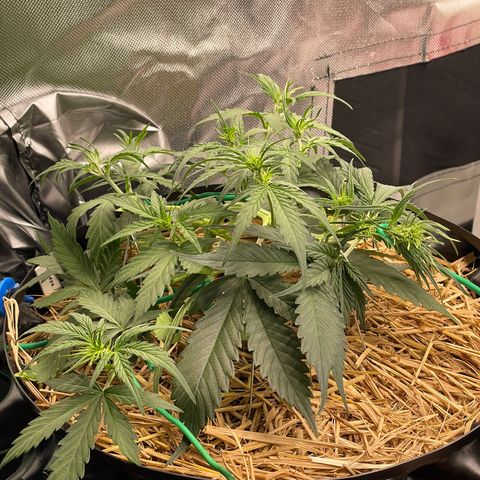 Amnees Auto #1 growlog timeline photo