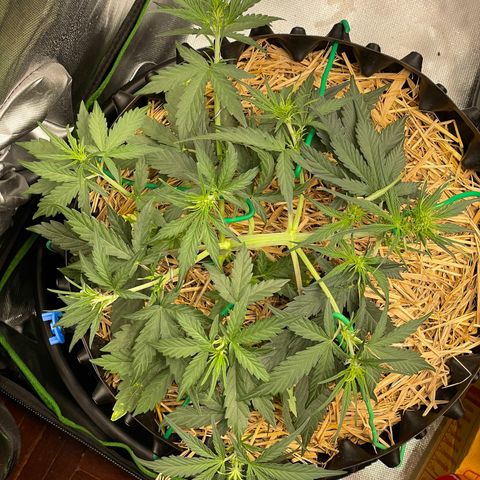 Amnees Auto #1 growlog timeline photo