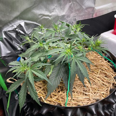 Amnees Auto #1 growlog timeline photo