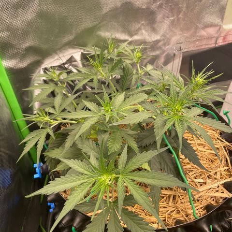 Amnees Auto #1 growlog timeline photo