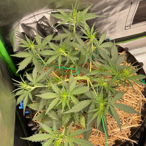 Amnees Auto #1 growlog timeline photo