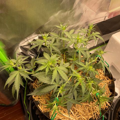 Amnees Auto #1 growlog timeline photo