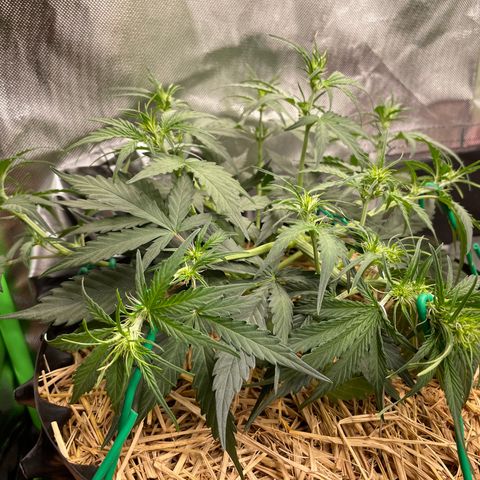 Amnees Auto #1 growlog timeline photo