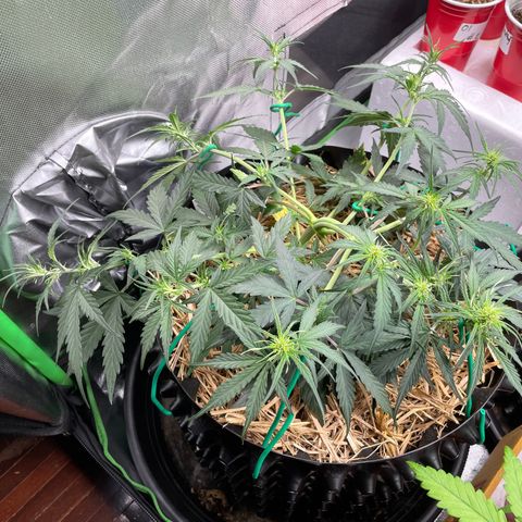Amnees Auto #1 growlog timeline photo