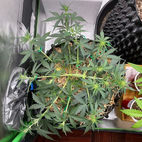 Amnees Auto #1 growlog timeline photo