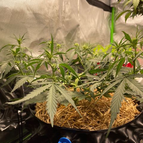Amnees Auto #1 growlog timeline photo