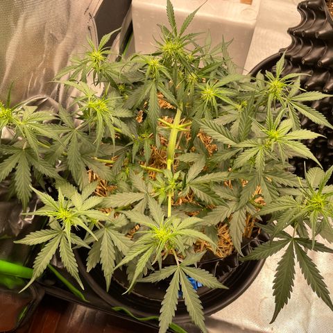 Amnees Auto #1 growlog timeline photo