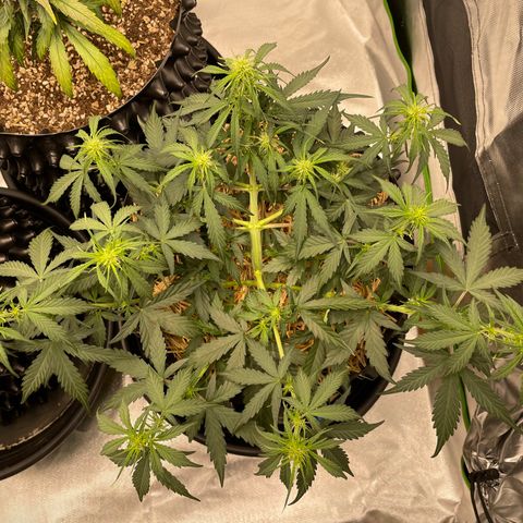 Amnees Auto #1 growlog timeline photo