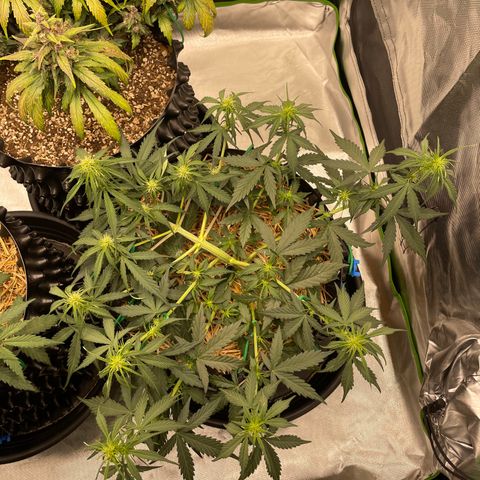 Amnees Auto #1 growlog timeline photo