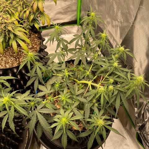 Amnees Auto #1 growlog timeline photo
