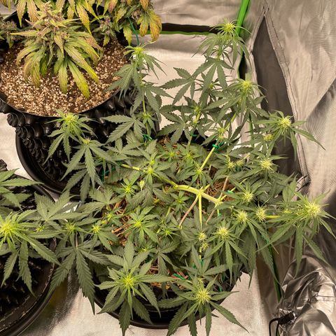Amnees Auto #1 growlog timeline photo