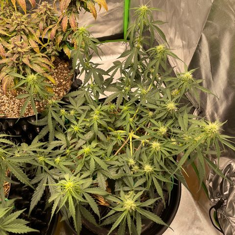 Amnees Auto #1 growlog timeline photo