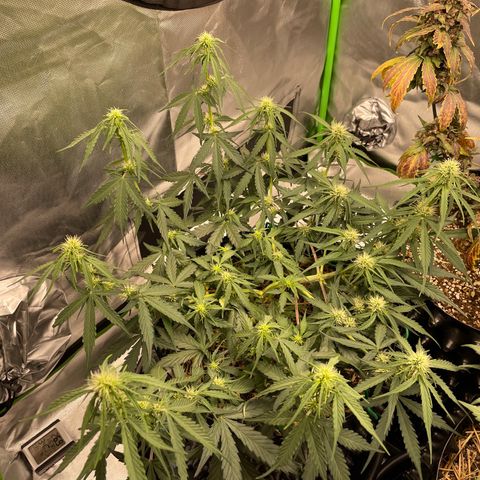 Amnees Auto #1 growlog timeline photo
