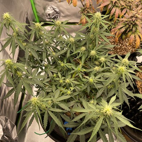 Amnees Auto #1 growlog timeline photo