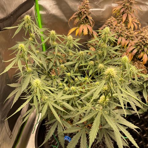 Amnees Auto #1 growlog timeline photo