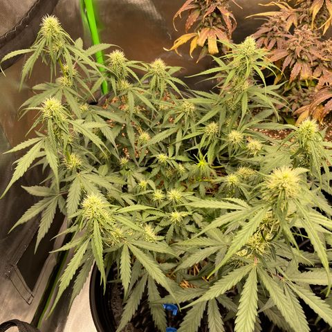 Amnees Auto #1 growlog timeline photo