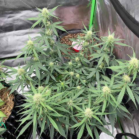 Amnees Auto #1 growlog timeline photo