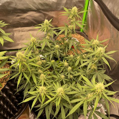 Amnees Auto #1 growlog timeline photo